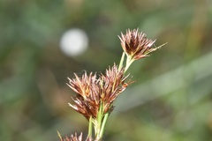 Rhynchospora glomerata angusta