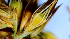 Rhynchospora glomerata angusta