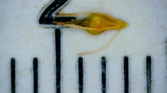 Rhynchospora glomerata angusta