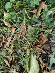 Lepidium desvauxii