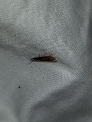 Varneria postremella