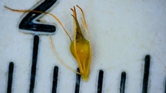 Rhynchospora glomerata angusta