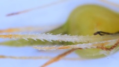 Rhynchospora glomerata angusta