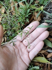 Lepidium desvauxii