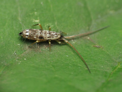 Pogonognathellus elongatus