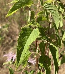 Monarda stipitatoglandulosa