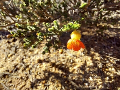 Cheyniana microphylla