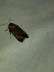 Anicla illapsa