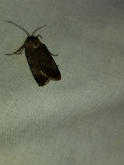 Anicla illapsa