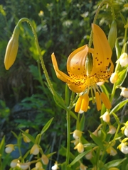 Lilium pardalinum wigginsii