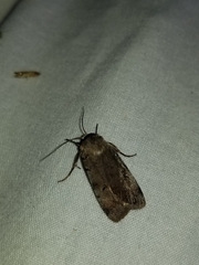 Anicla illapsa