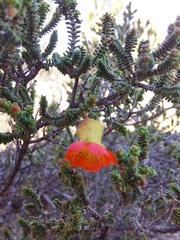 Cheyniana microphylla