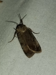 Anicla illapsa