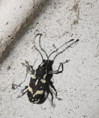 Myllocerinus viridiornatus