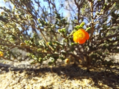 Cheyniana microphylla