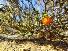 Cheyniana microphylla