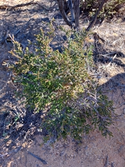 Cheyniana microphylla