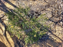 Cheyniana microphylla