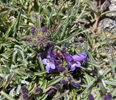 Penstemon heterodoxus heterodoxus