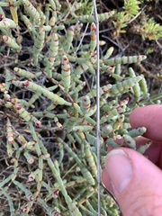Tecticornia indica