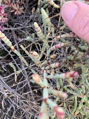 Tecticornia indica