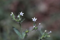 Allophyllum integrifolium