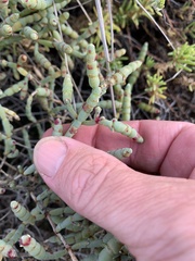 Tecticornia indica