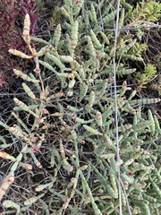 Tecticornia indica
