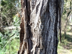 Melaleuca groveana