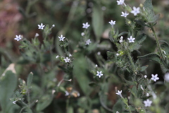 Allophyllum integrifolium