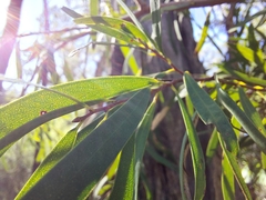 Melaleuca groveana