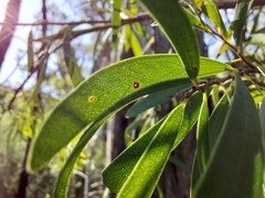 Melaleuca groveana