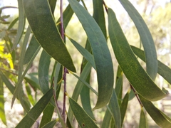 Melaleuca groveana
