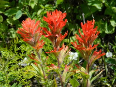Castilleja hispida acuta