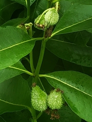 Asclepias syriaca × purpurascens