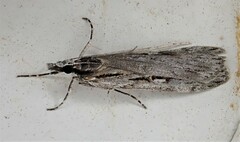 Scoparia indistinctalis