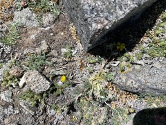 Potentilla pseudosericea