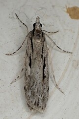 Scoparia indistinctalis