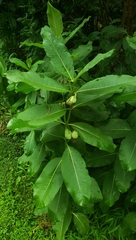 Asclepias syriaca × purpurascens