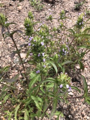 Dracocephalum parviflorum