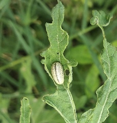 Zygogramma bicolorata