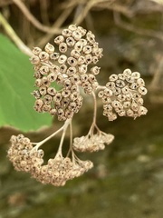 Hydrangea cinerea