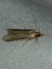 Peoria roseotinctella