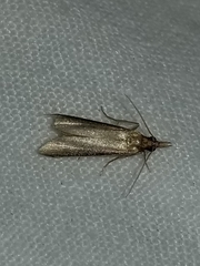 Peoria roseotinctella