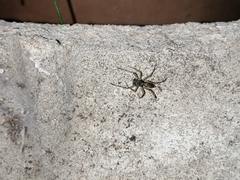 Spartaeus spinimanus