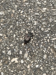 Dicronocephalus adamsi