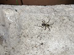 Spartaeus spinimanus