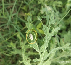 Zygogramma bicolorata