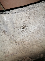 Spartaeus spinimanus