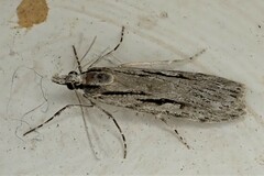 Scoparia indistinctalis